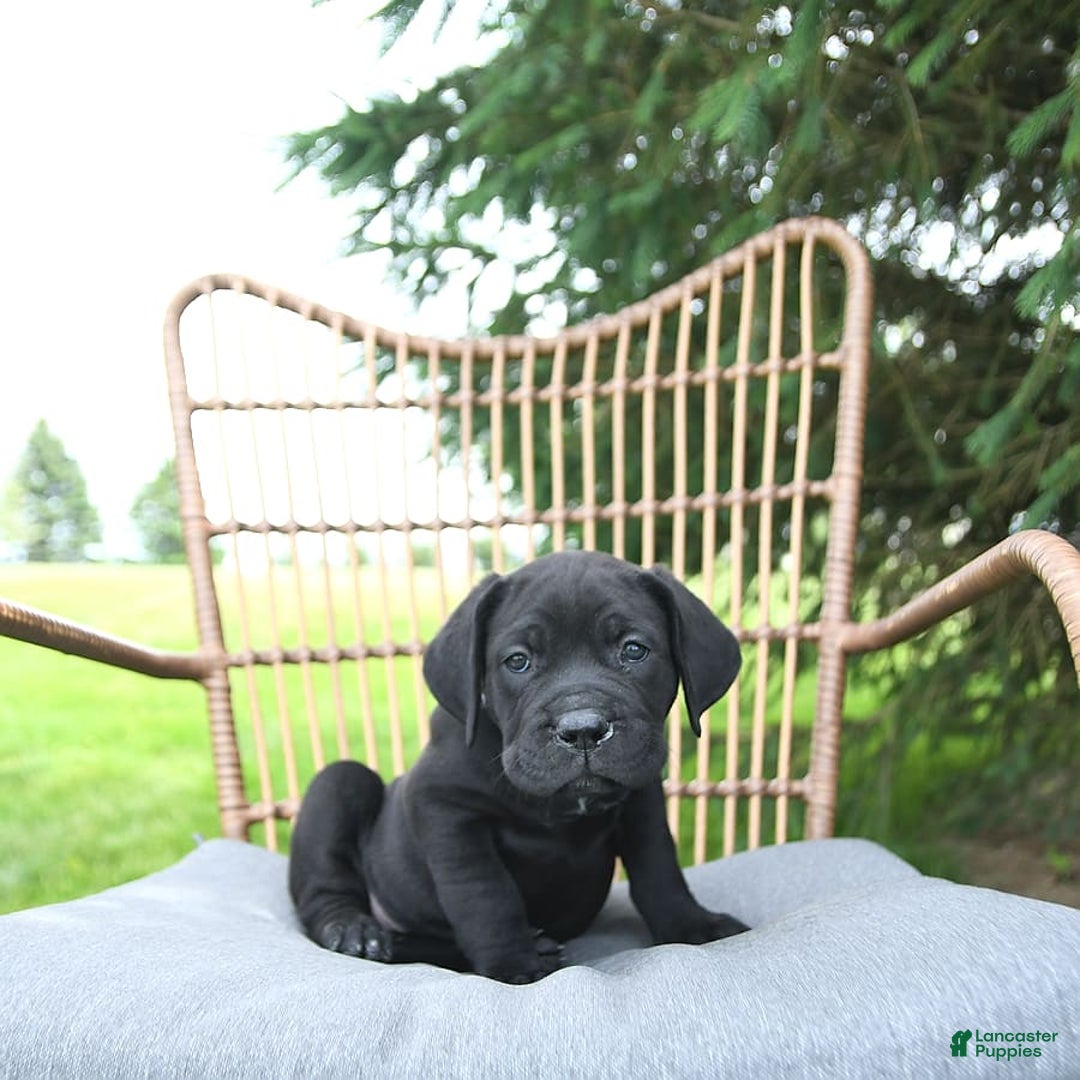 Cane Corso dogs for sale: Cali - Image 6