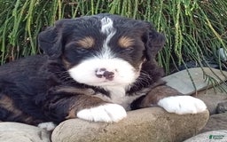 Mini Bernedoodle dogs for sale: Shiloh - Image 22