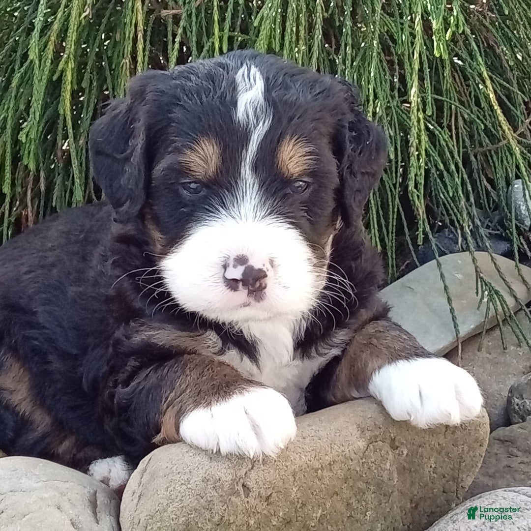 Mini Bernedoodle dogs for sale: Shiloh - Image 22