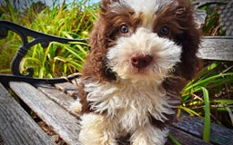 Havapoo dogs for sale: Harley - Image 4
