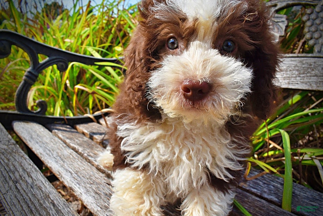 Havapoo dogs for sale: Harley - Image 4