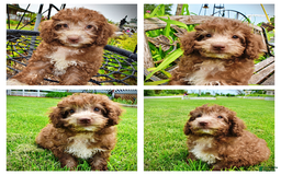 Havapoo dogs for sale: Toto - Image 12
