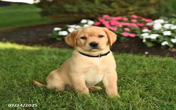 Labrador Retriever dogs for sale: Sailor - Image 1