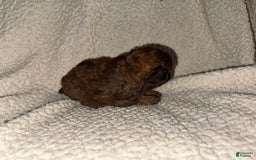 Miniature Poodle dogs for sale: Dark Red - Image 3