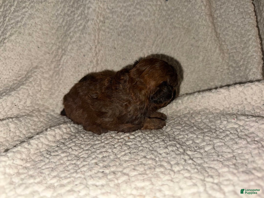 Miniature Poodle dogs for sale: Dark Red - Image 3