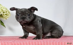 French Bulldog dogs for sale: Jay - Image 4
