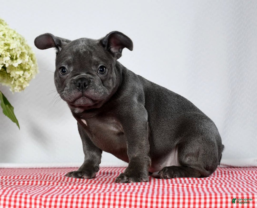 French Bulldog dogs for sale: Jay - Image 4