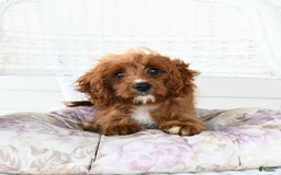Cavapoo dogs for sale: Miracle - Image 10
