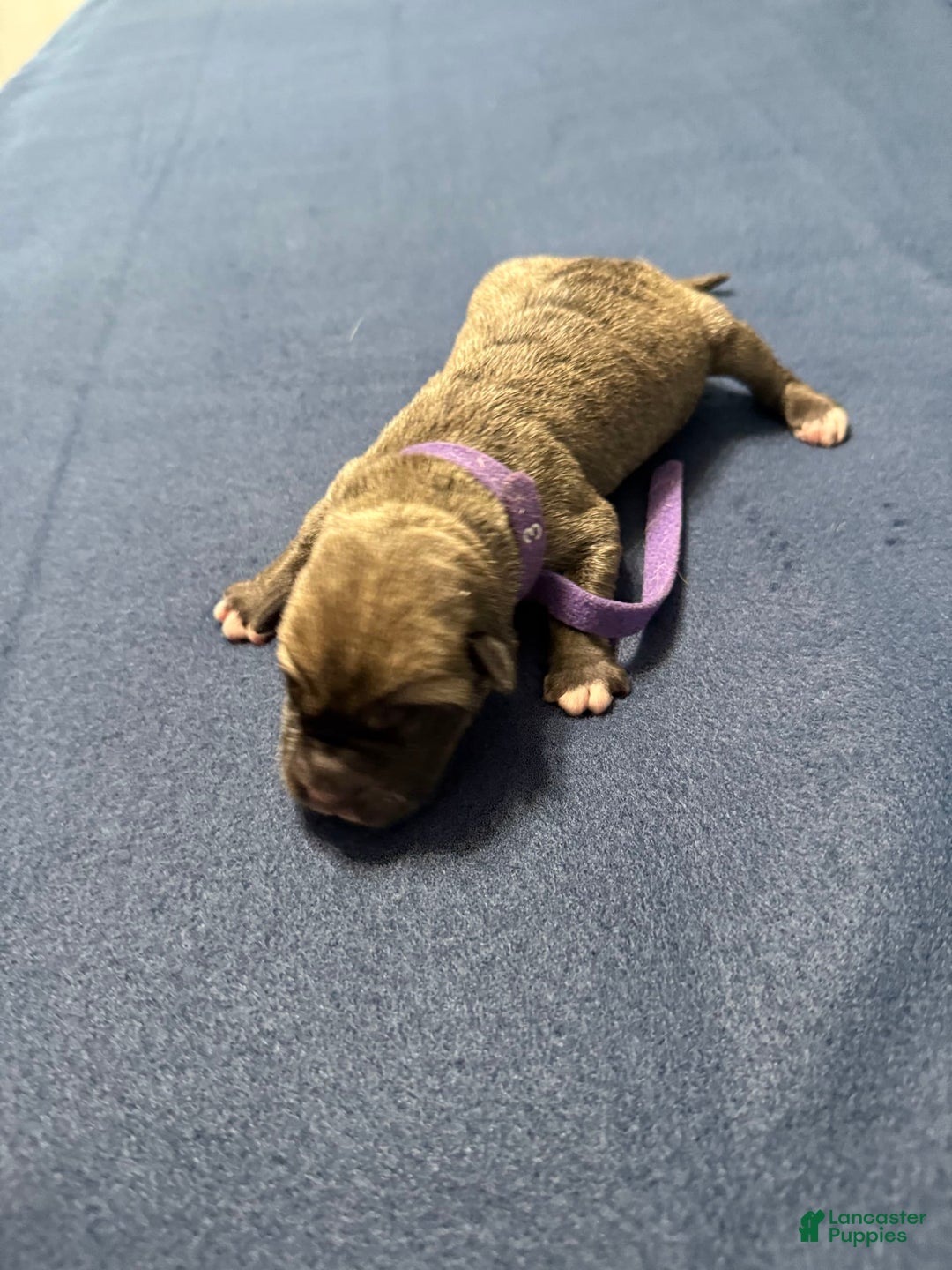 Cane Corso dogs for sale: Bingo - Image 5