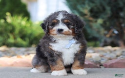 Mini Bernedoodle dogs for sale: Frank - Image 2