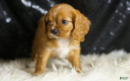 Cavalier King Charles Spaniel dogs for sale: Napa - Image 2