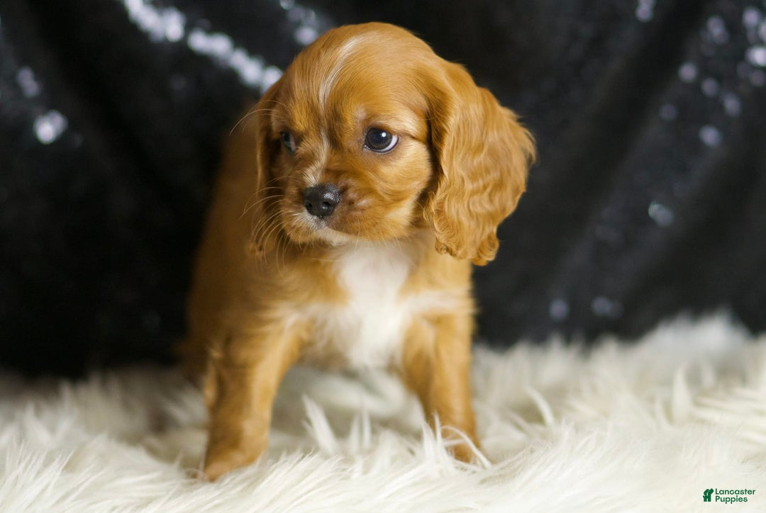 Cavalier King Charles Spaniel dogs for sale: Napa - Image 2