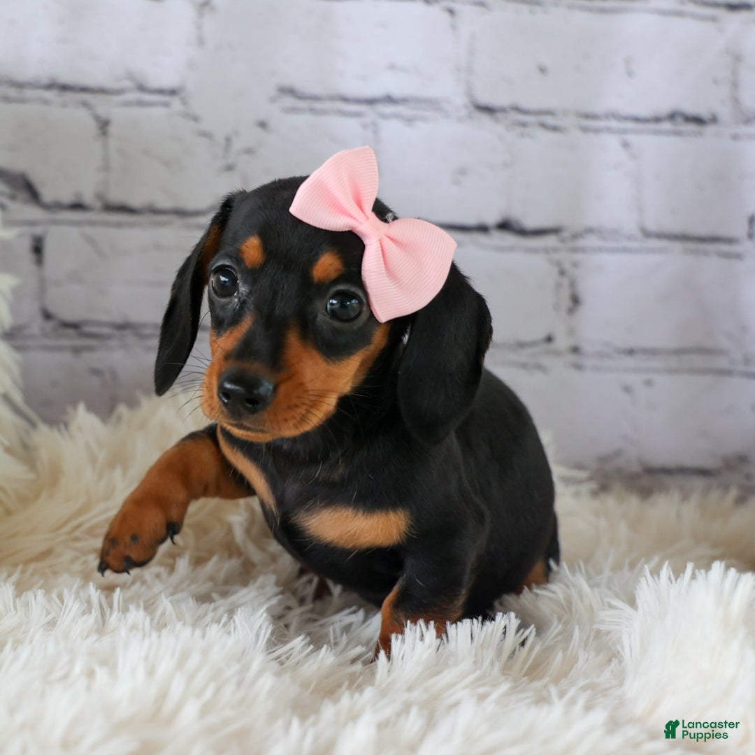 Miniature Dachshund dogs for sale: Nutella - Image 7