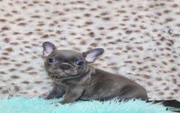French Bulldog dogs for sale: Phoenix - Image 2