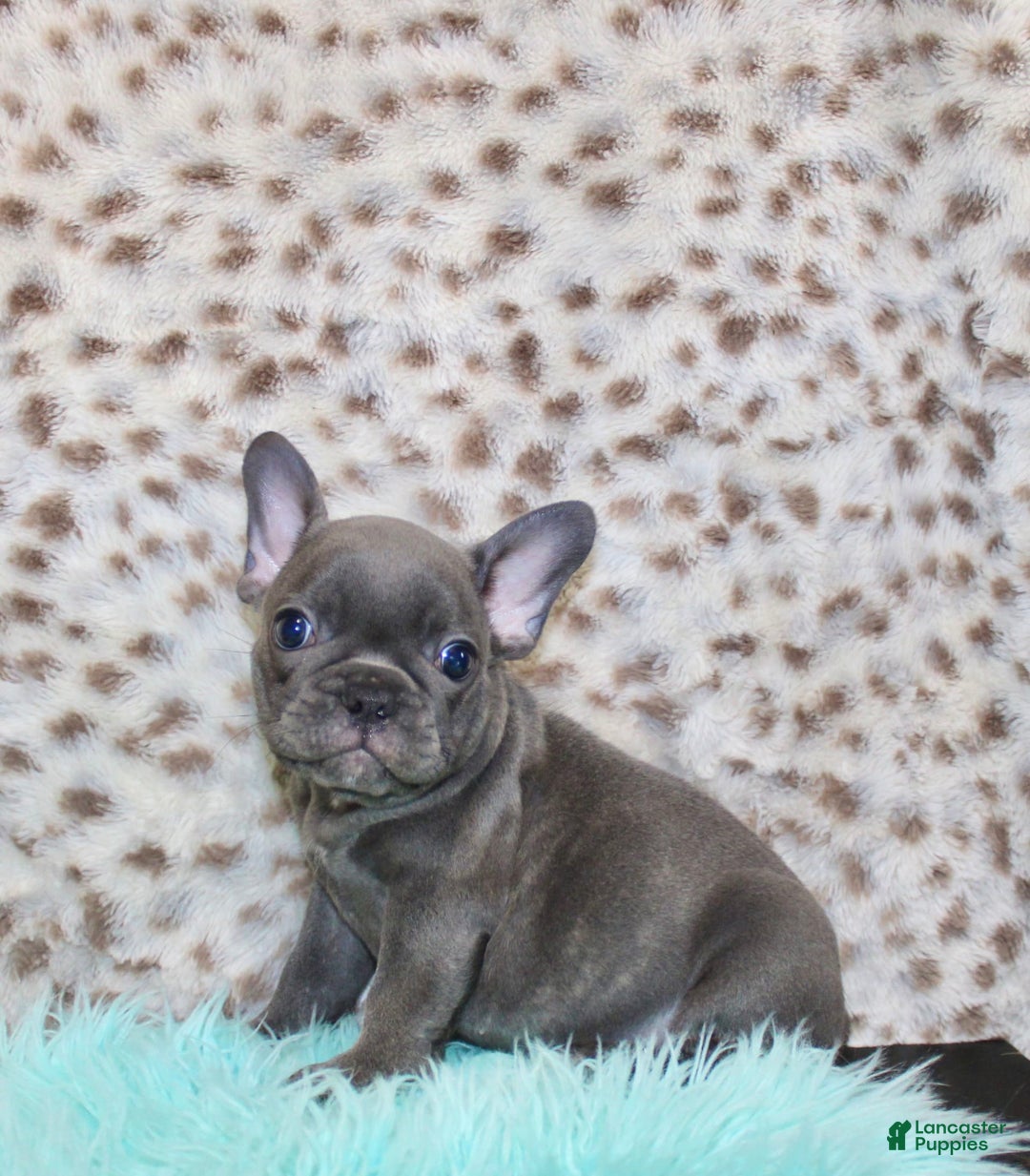 French Bulldog dogs for sale: Phoenix - Image 2
