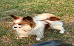 Papillon dogs for sale: Male Puppy 1 - Image 7