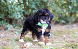 Mini Bernedoodle dogs for sale: Mini Bernedoodle 6 puppies - Image 3