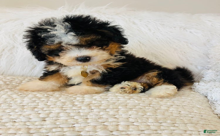 Mini Bernedoodle dogs for sale - Ad 3