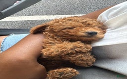 Toy Poodle dogs for sale: Bambi - Image 5