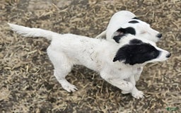 Border Collie dogs for sale: Divvy - Image 2