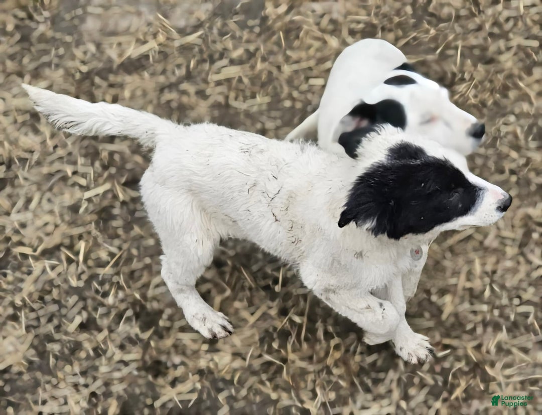 Border Collie dogs for sale: Divvy - Image 2