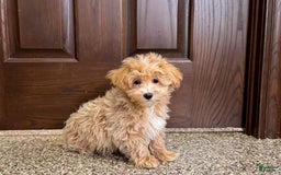 Maltipoo dogs for sale: Darling - Image 13