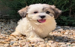 Teddy Bear dogs for sale: Whipped Cream - Image 13