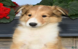 Collie dogs for sale: Paul - Image 2