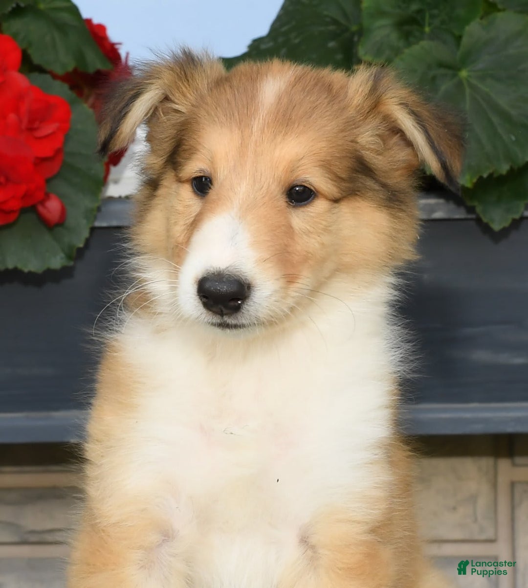 Collie dogs for sale: Paul - Image 2