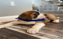 Saint Bernard dogs for sale: Oliver - Image 13