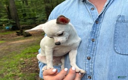 Chihuahua dogs for sale: Lancelot - Image 9