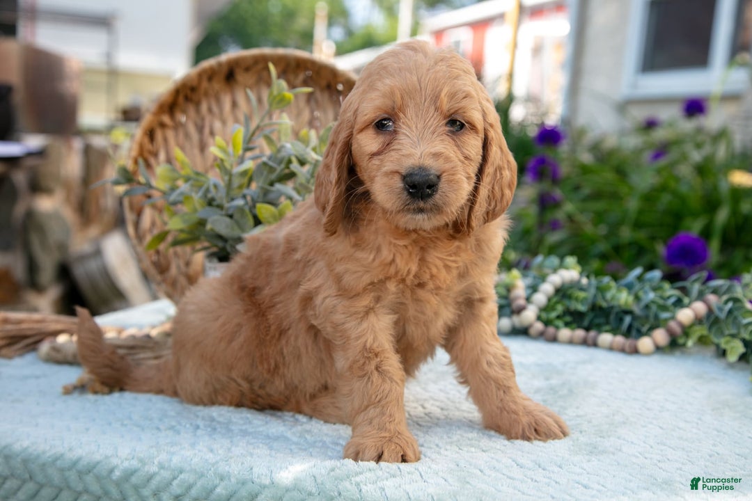 Goldendoodle dogs for sale: Thistle - Image 3