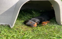Dachshund dogs for sale: Fiona - Image 5