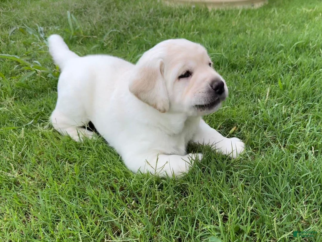 Labrador Retriever dogs for sale: Misty - Image 4
