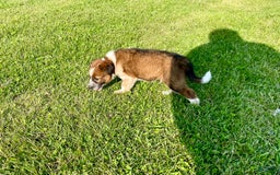 Border Collie dogs for sale: Buster - Image 3