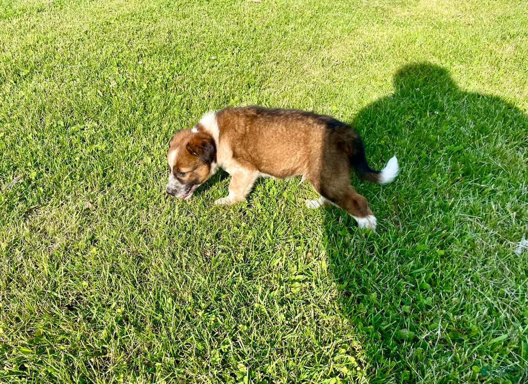 Border Collie dogs for sale: Buster - Image 3