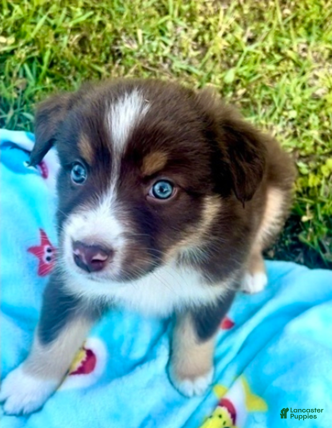 Australian Shepherd dogs for sale: Brody - Image 1