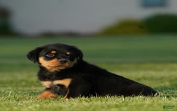 Rottweiler dogs for sale: Sally - Image 5