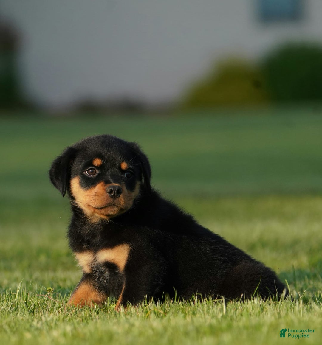 Rottweiler dogs for sale: Sally - Image 5