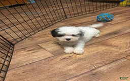 Maltipoo dogs for sale: Bouncer - Image 5