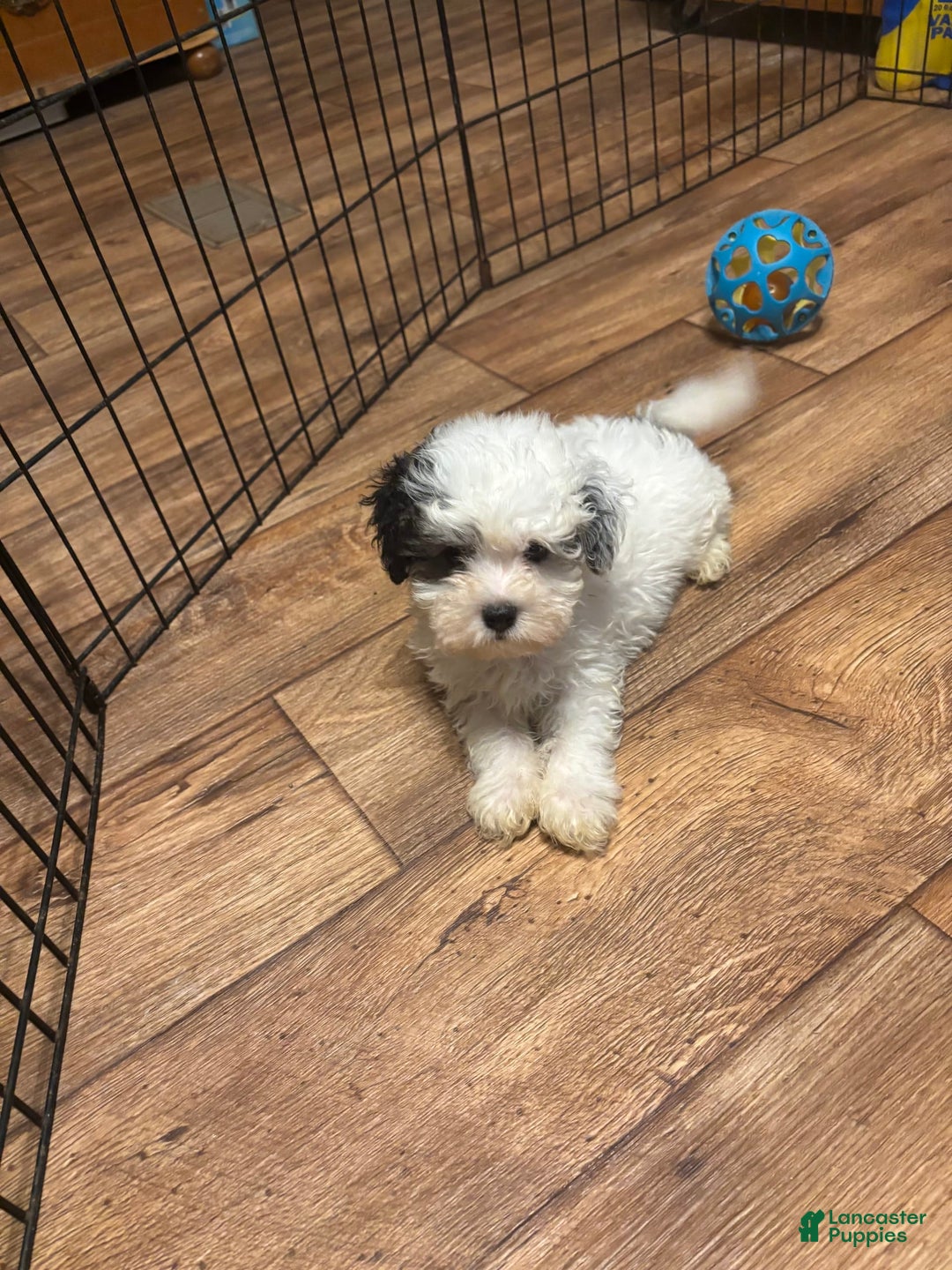 Maltipoo dogs for sale: Bouncer - Image 5
