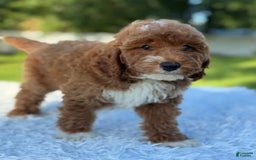 Goldendoodle dogs for sale: Milo - Image 7