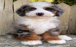 Mini Bernedoodle dogs for sale: 💙 In Boston Massachusetts 💙 One Blue Eye 💙 Mini Bernedoodle 💙 - Image 6