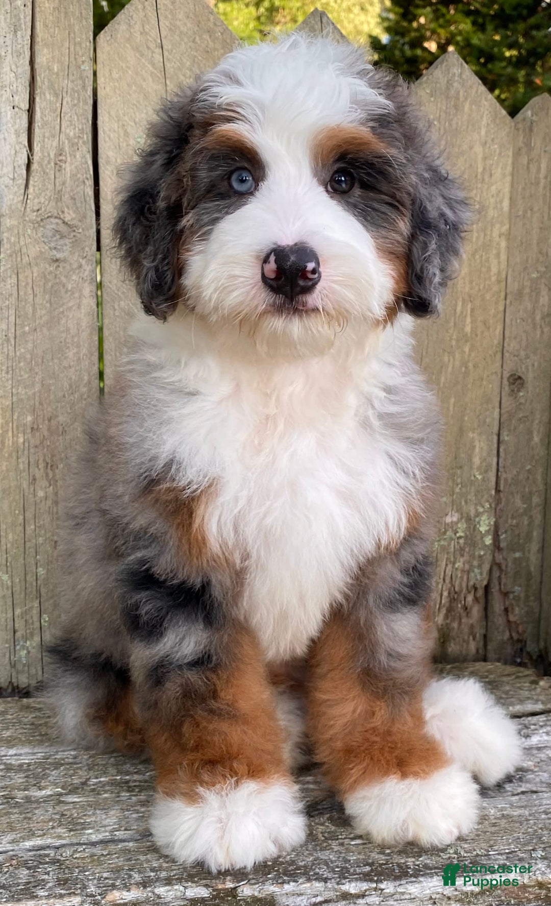 Mini Bernedoodle dogs for sale: 💙 In Boston Massachusetts 💙 One Blue Eye 💙 Mini Bernedoodle 💙 - Image 6