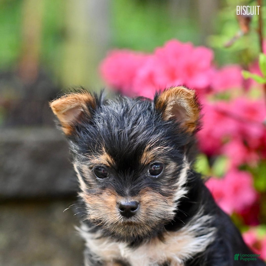 Morkie dogs for sale: Biscuit - Image 4