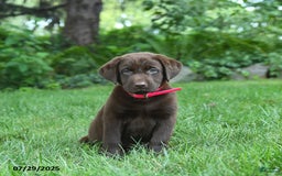 Labrador Retriever dogs for sale: May - Image 4