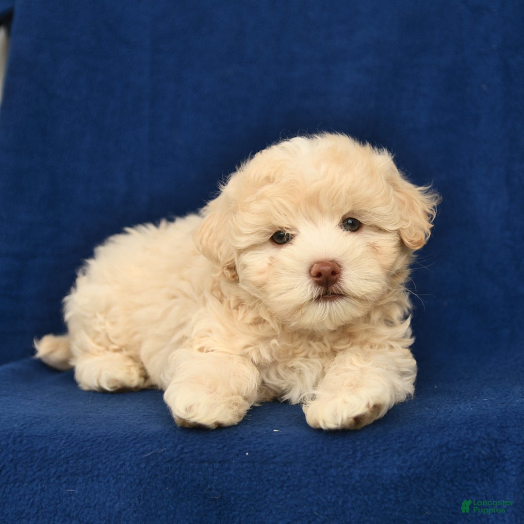 Shihpoo dogs for sale: Jack - Image 3