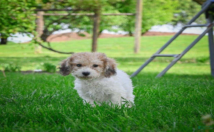 Bichpoo dogs for sale - Ad 3