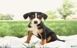 Greater Swiss Mountain Dog dogs for sale: Gemma - Image 13