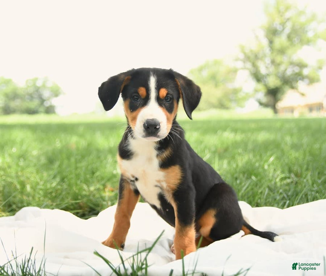Greater Swiss Mountain Dog dogs for sale: Gemma - Image 13